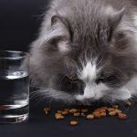 cat Nutrition