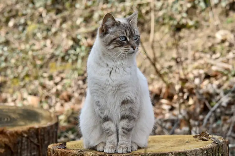 Cat Posture