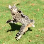 cat exercise, cat jumping and playing