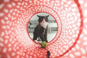 DIY Projects for your Cat. Cat looking through tunnel.