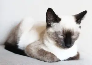 White Siamese cat sleeping