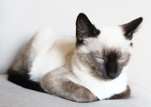 White Siamese cat sleeping